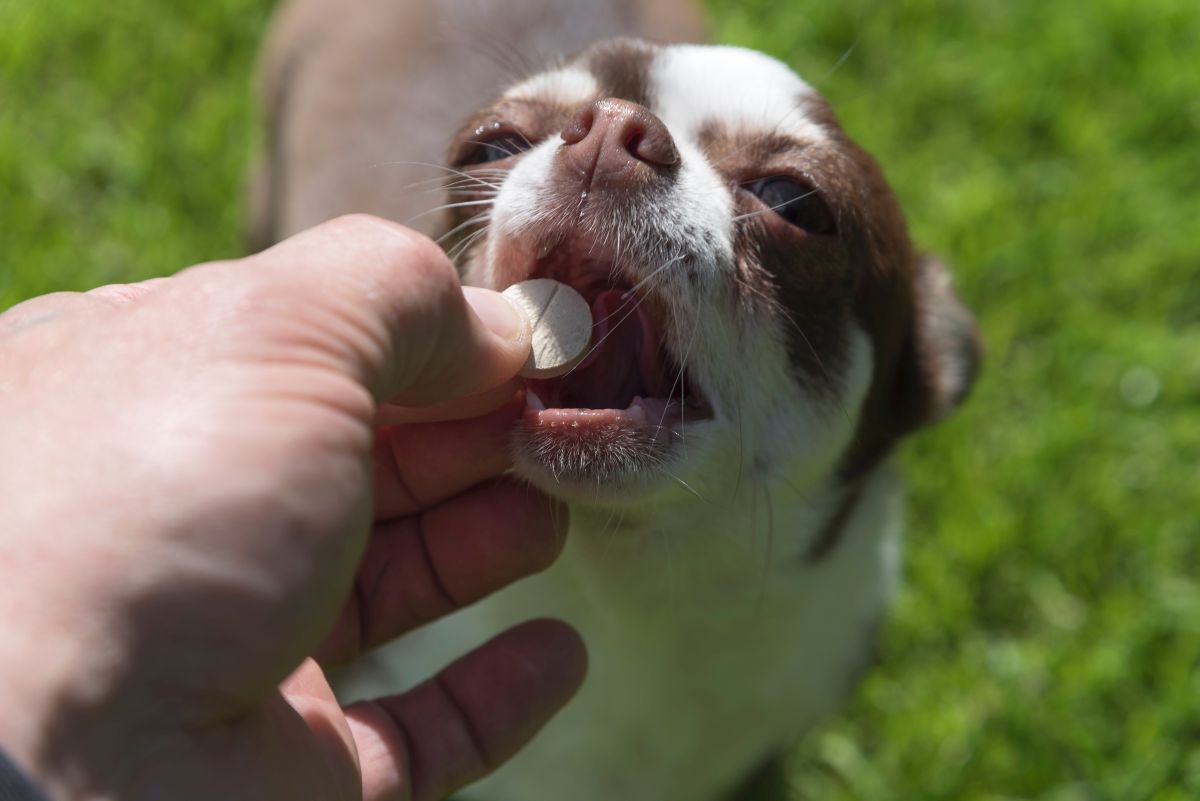 durchfalltabletten fuer hunde 2