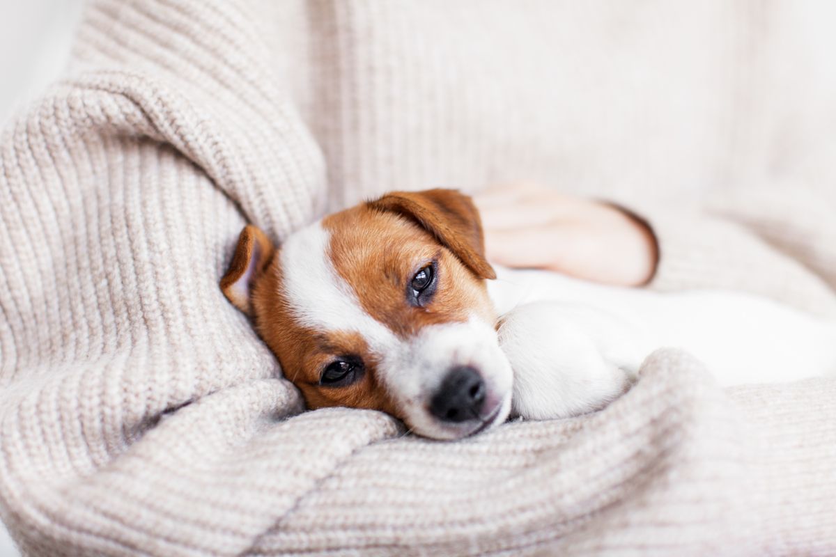 durchfalltabletten fuer hunde 3