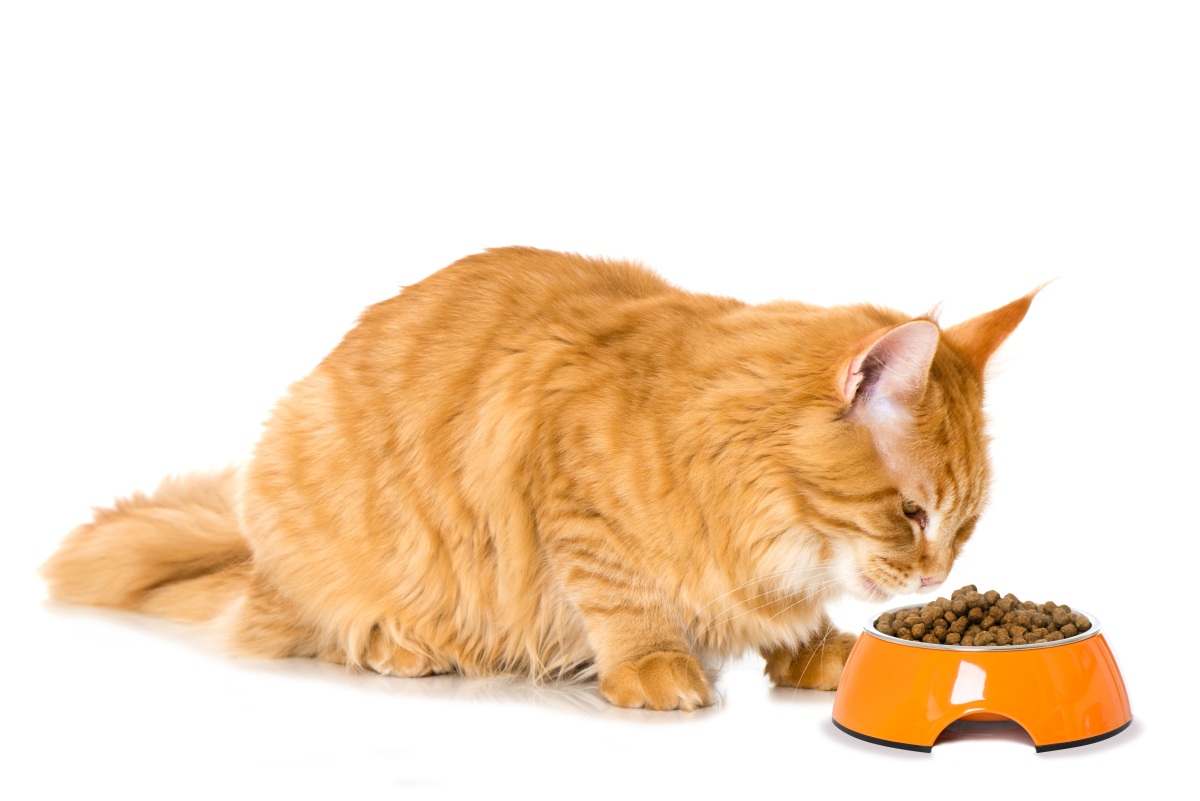 extra weiches trockenfutter fuer katzen