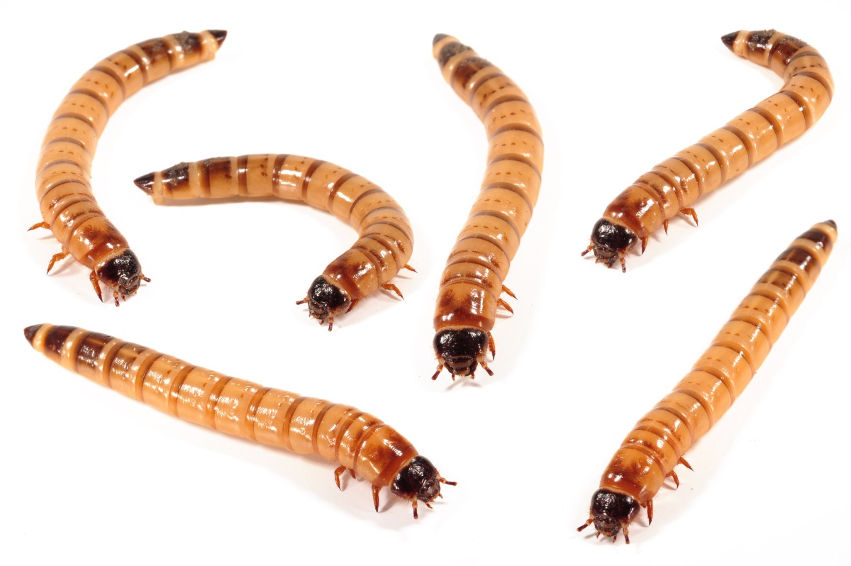 fliegenmaden 4