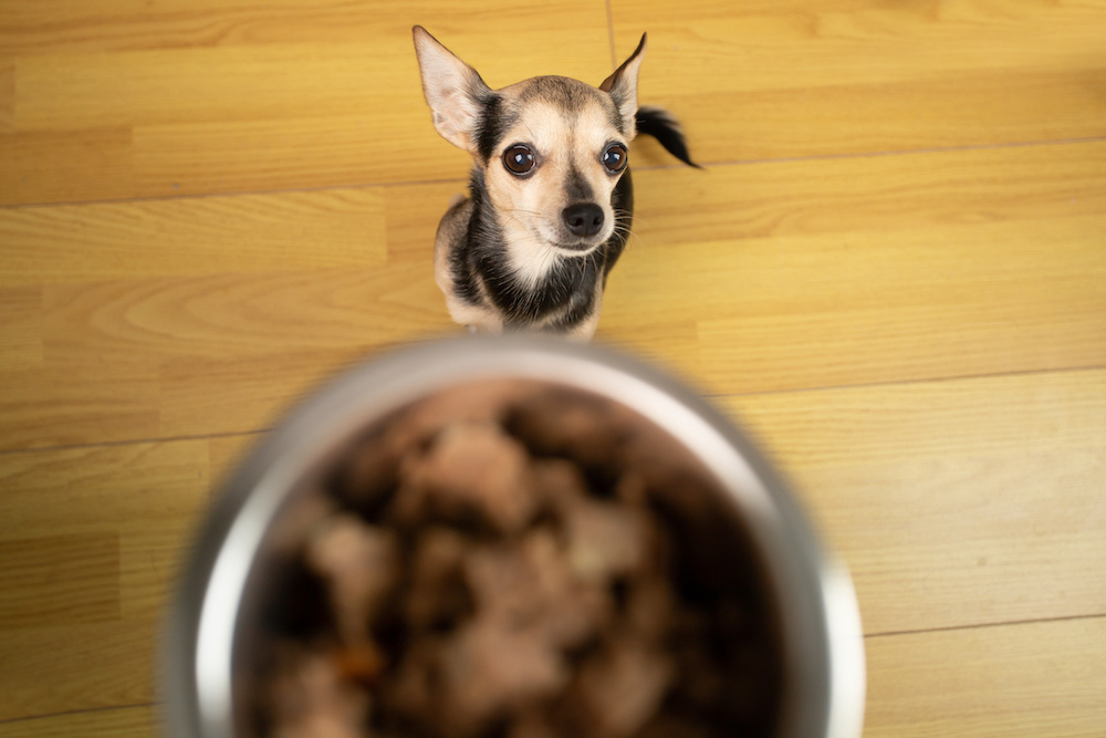 gutes Hundefutter nass