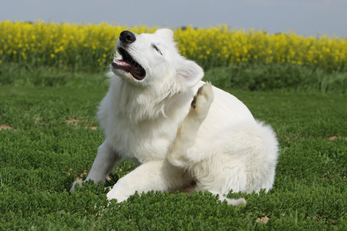 haarlinge beim hund bekaempfen 1