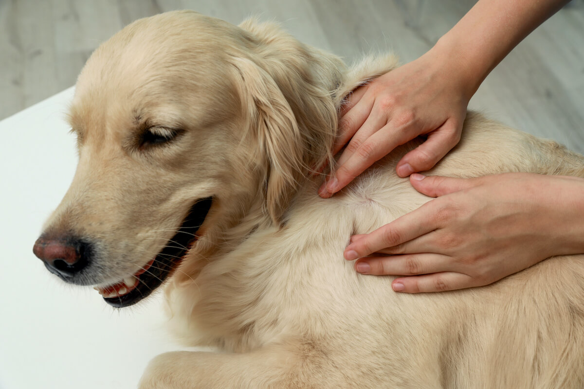 haarlinge beim hund bekaempfen. 2