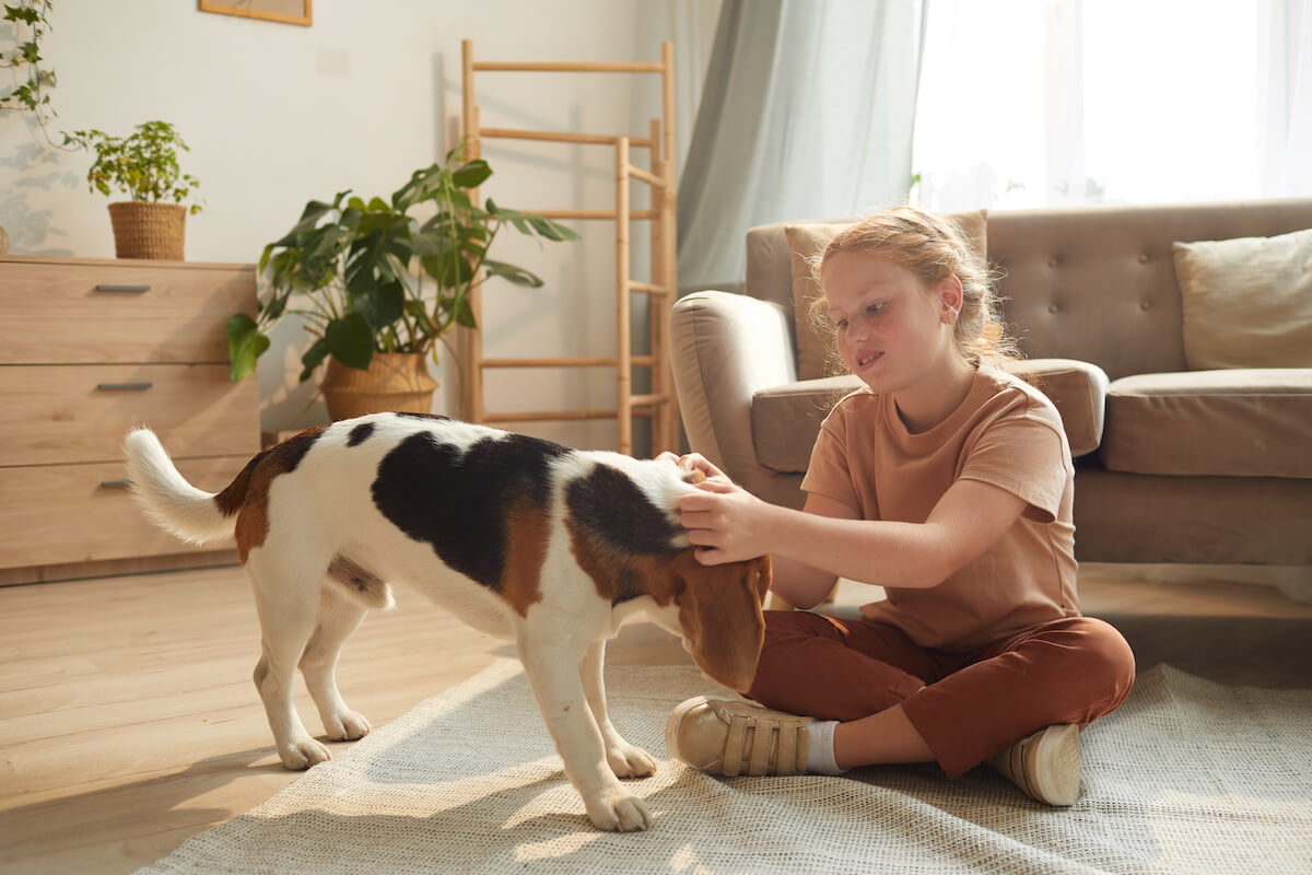 haarlinge beim hund bekaempfen