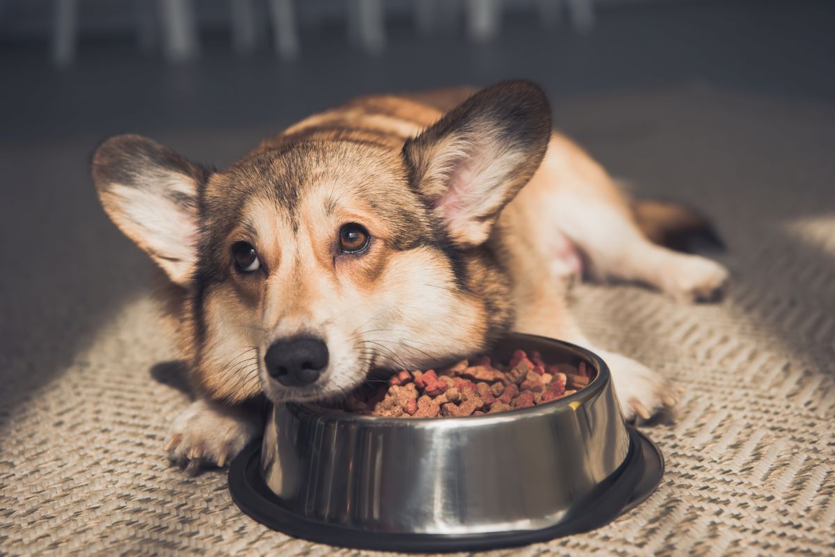 hochwertiges hundefutter 1