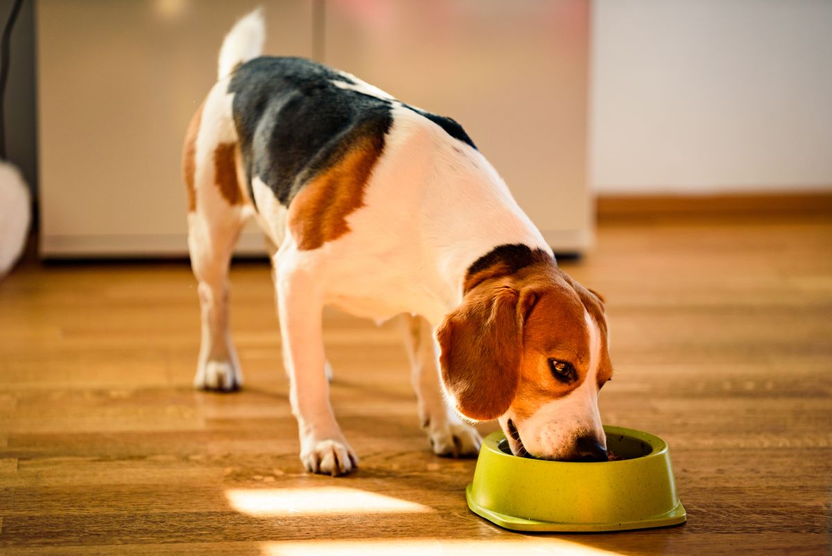 hochwertiges hundefutter 3
