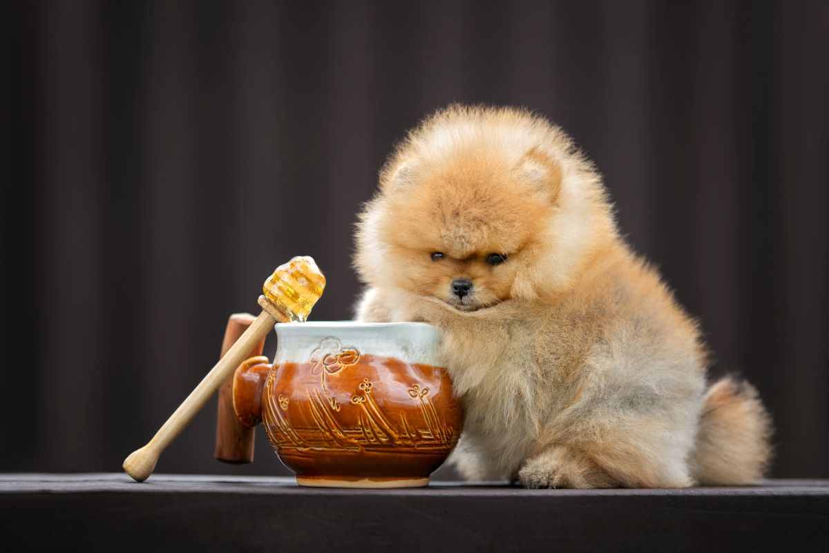 hunde honig