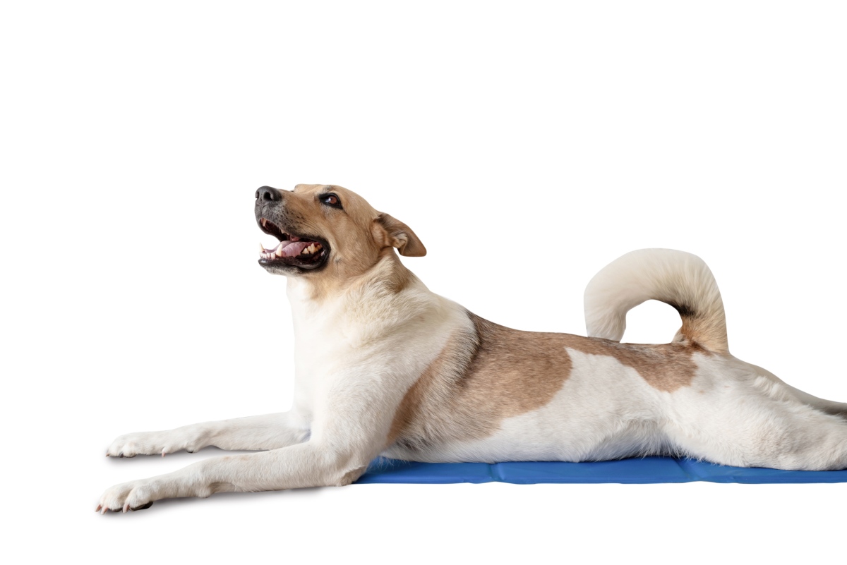 hunde kuehldecke 2