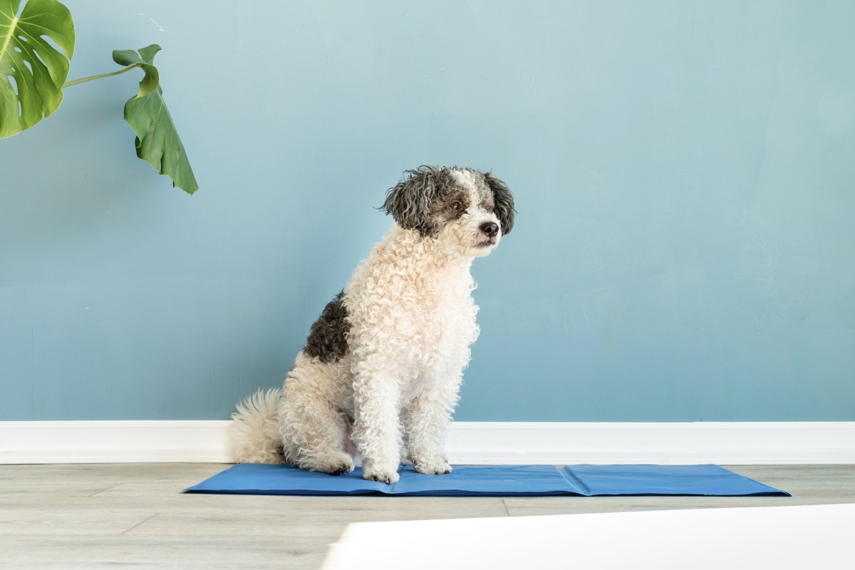 hunde kuehldecke 3