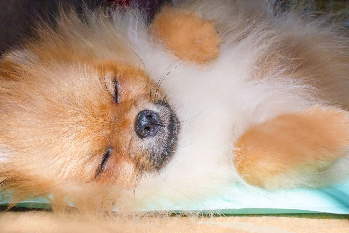 hunde kuehldecke 4