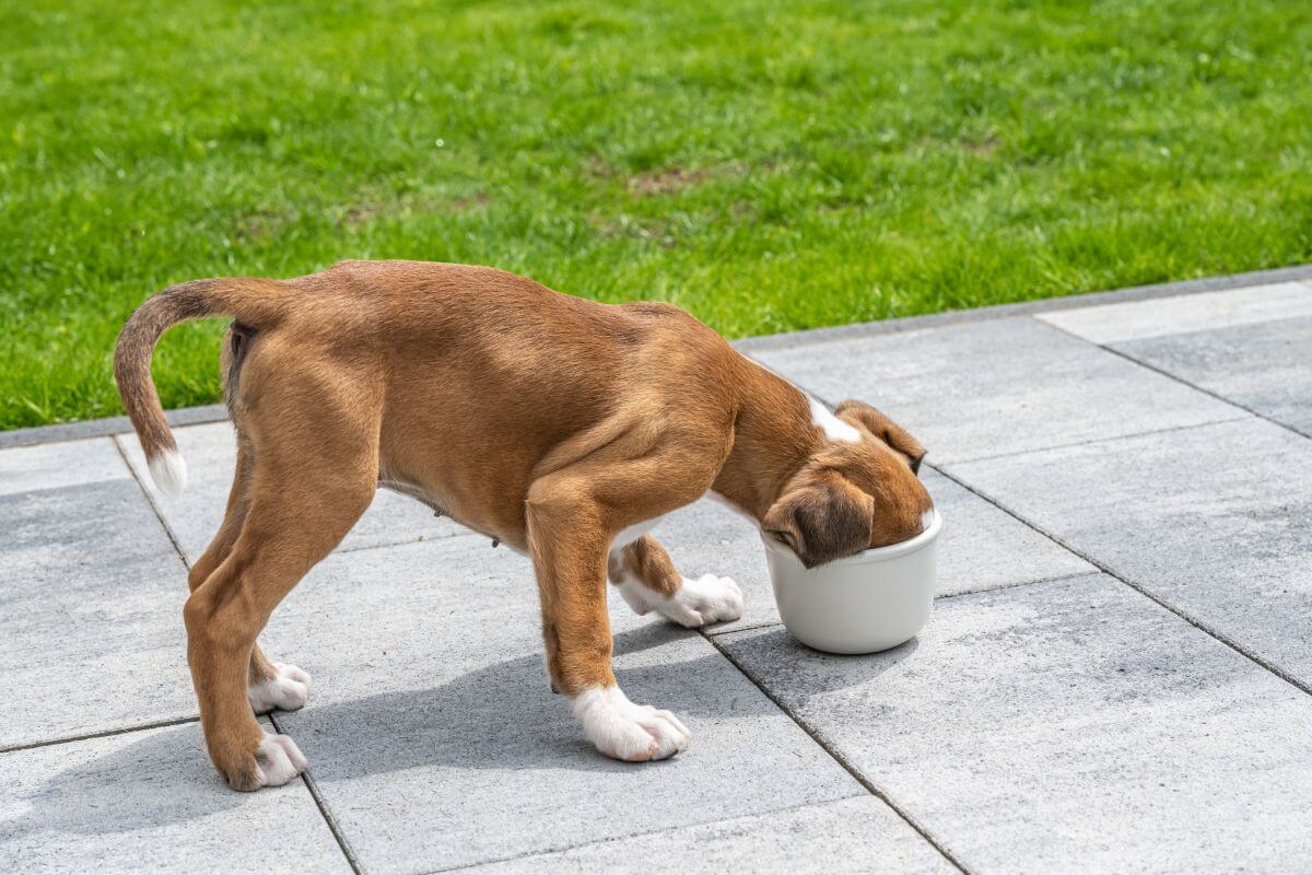 hundefutter nass 1