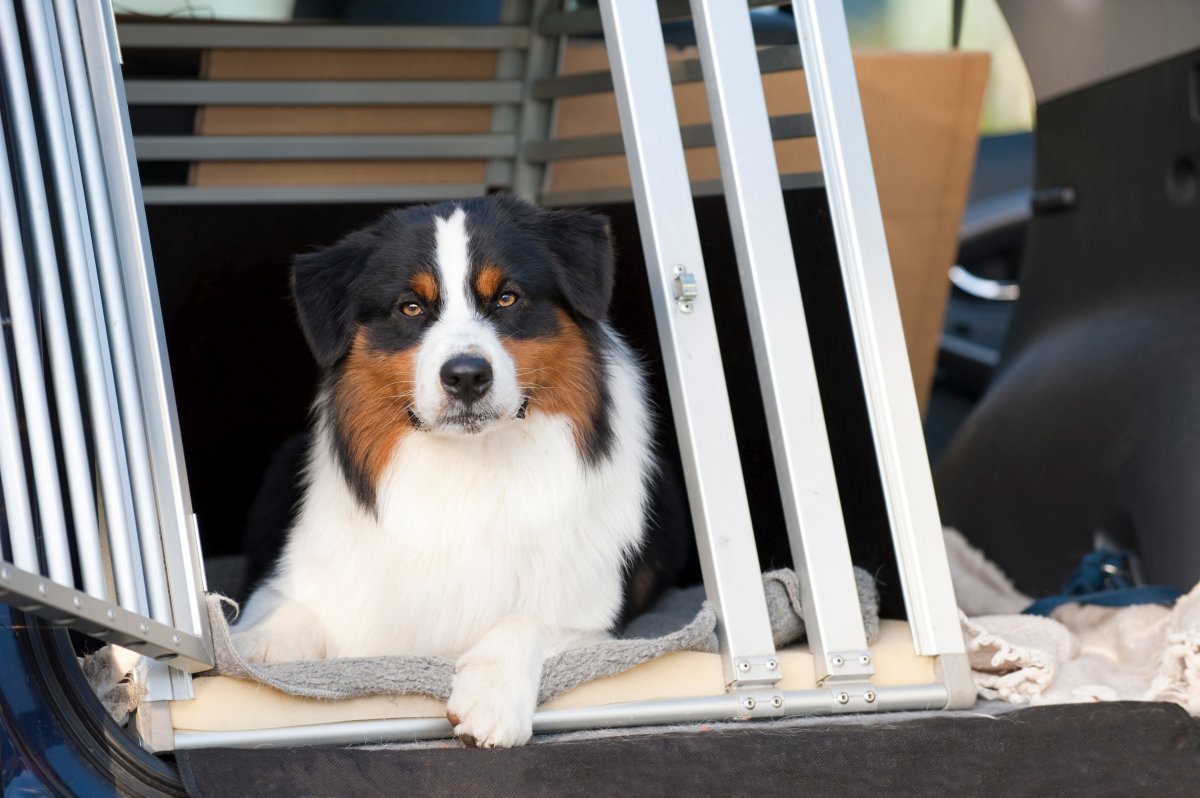 hundetransportbox fuer auto 1