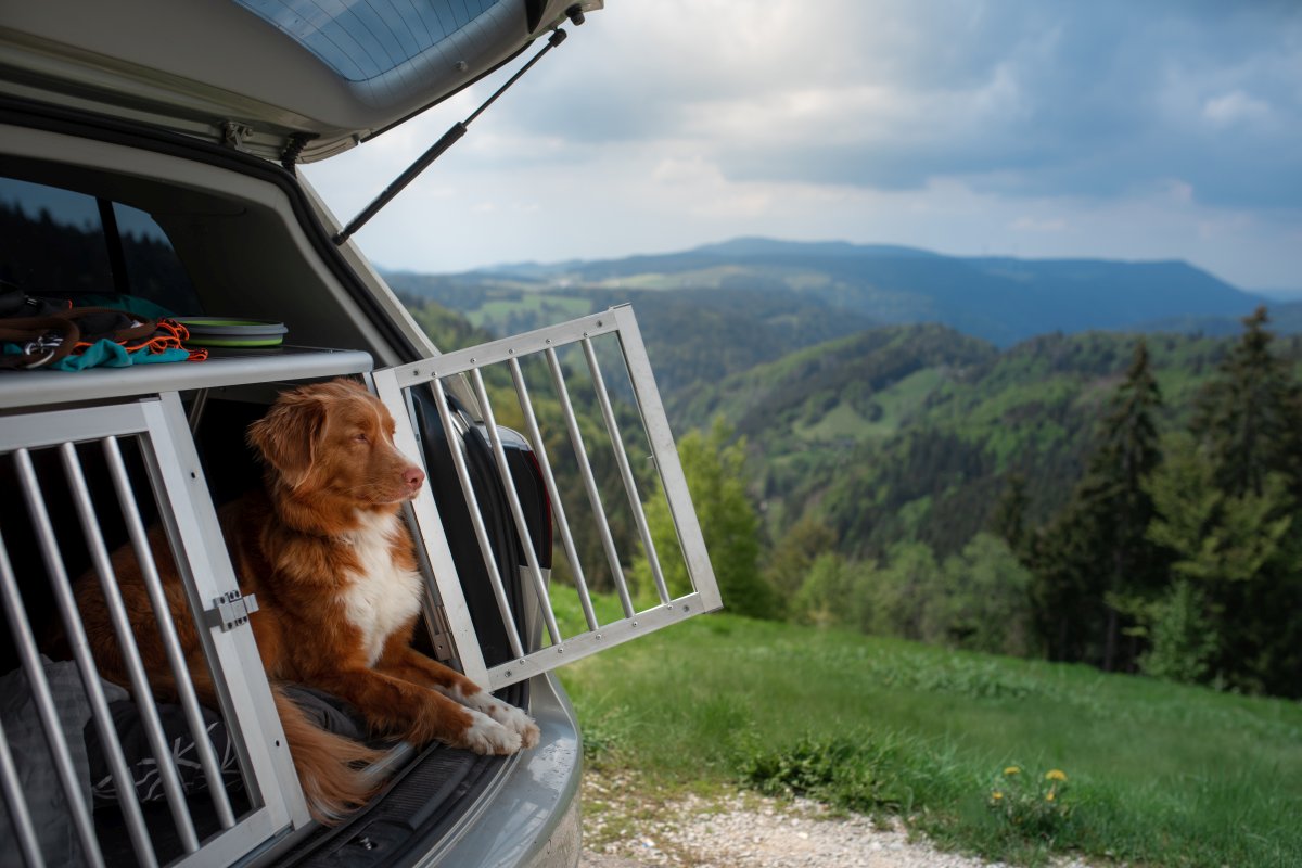 hundetransportbox fuer auto 2