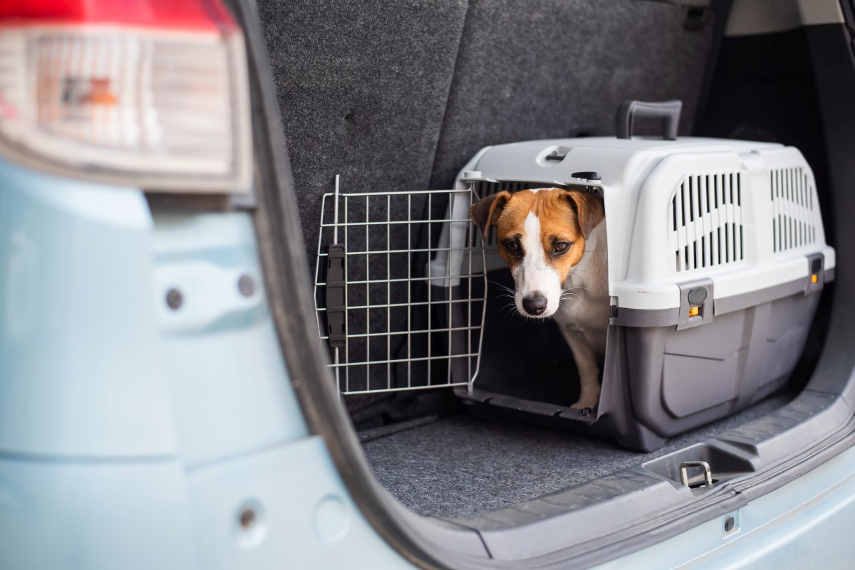 hundetransportbox fuer auto 3