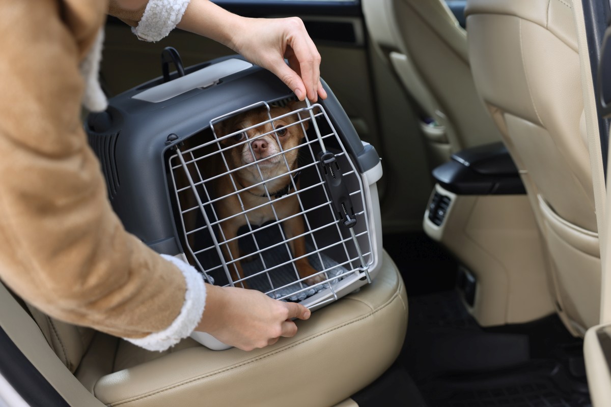 hundetransportbox fuer auto 4