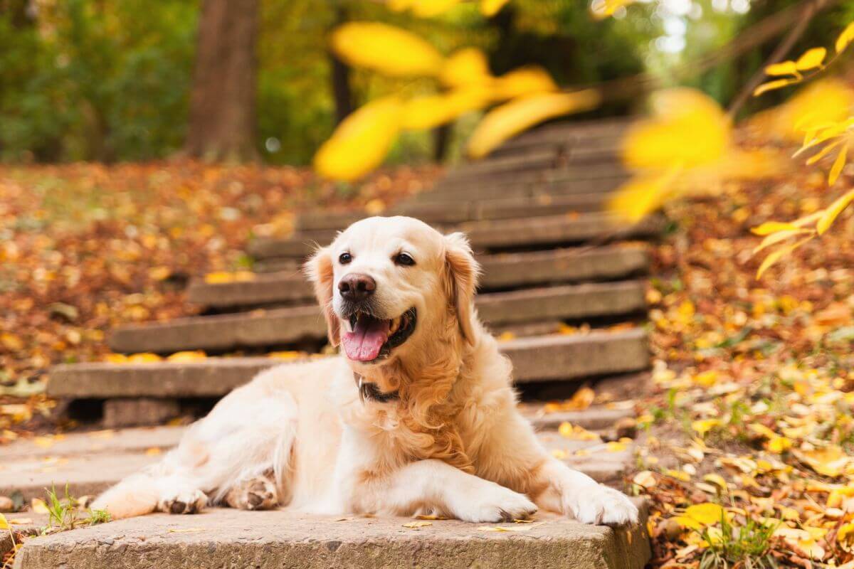hundetreppe fuer grosse hunde 1