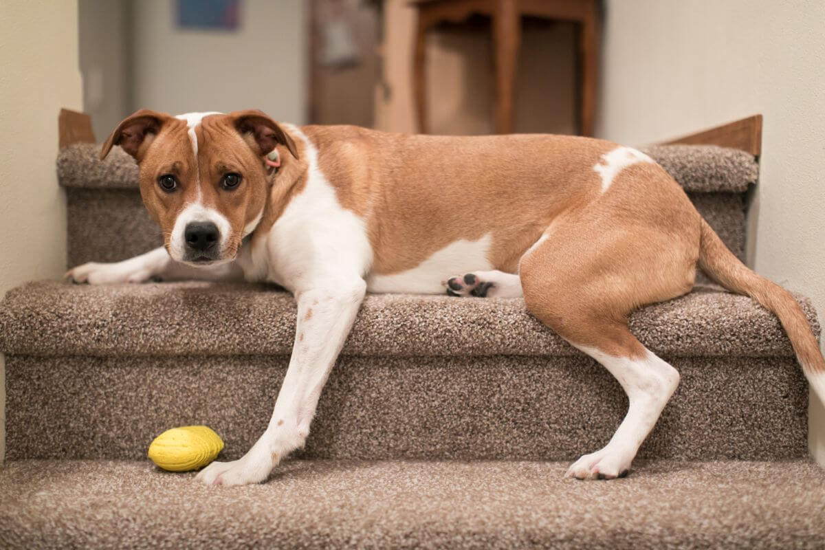 hundetreppe fuer grosse hunde 2