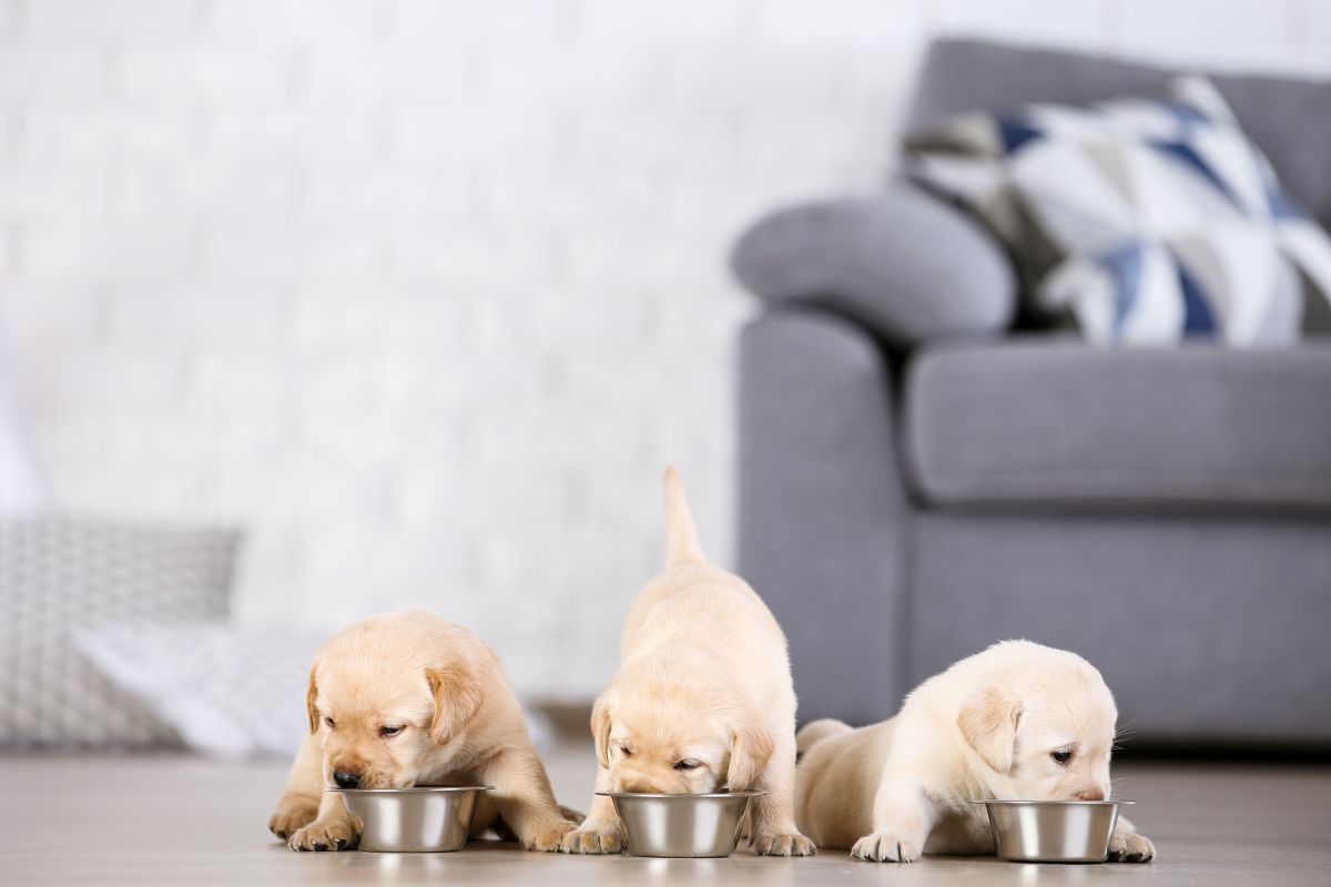 josera hundefutter welpen 1