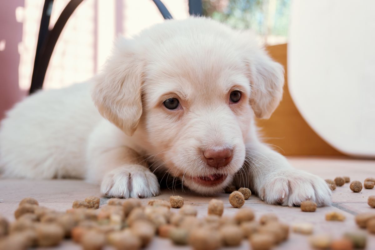 josera hundefutter welpen 2