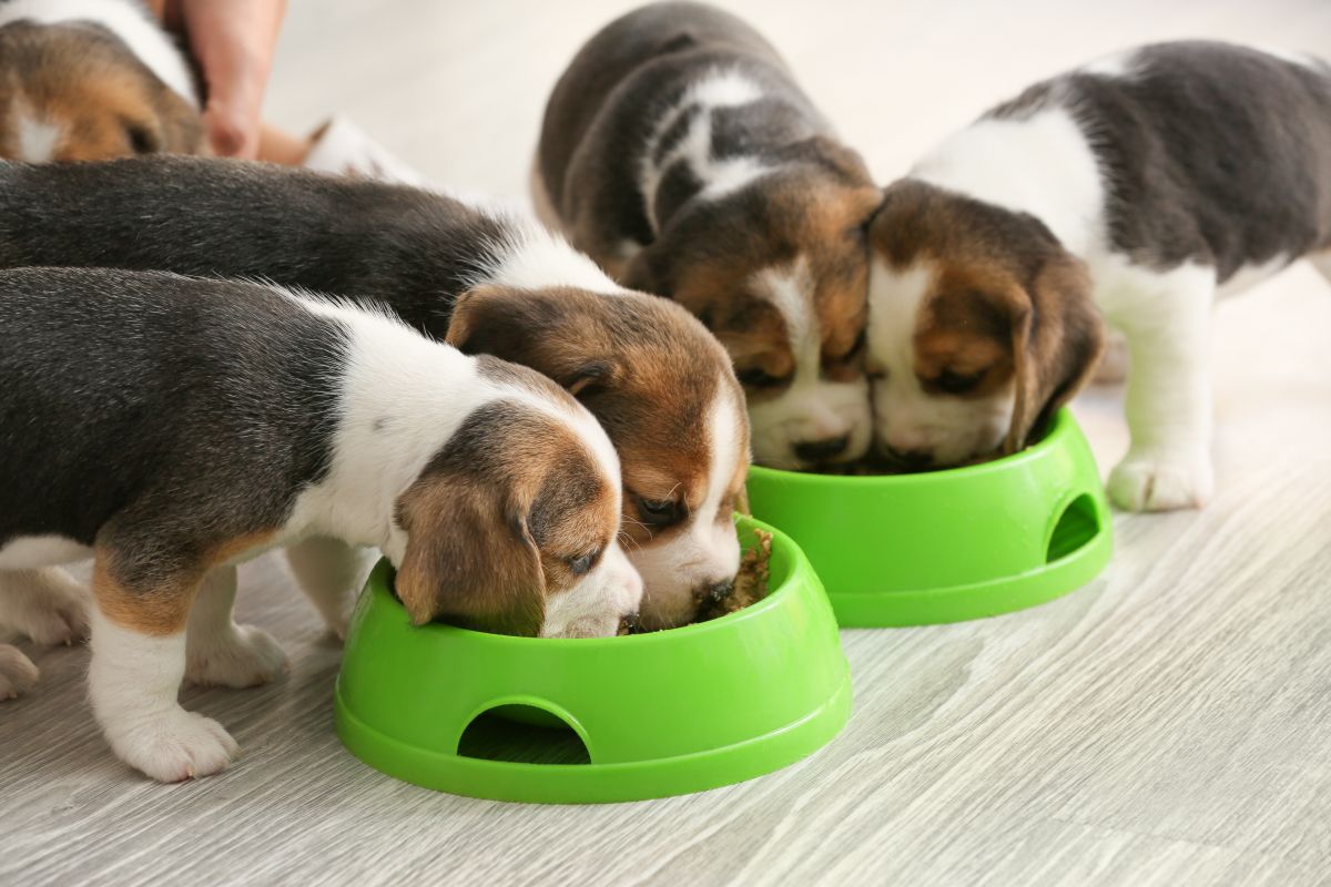 josera hundefutter welpen 3