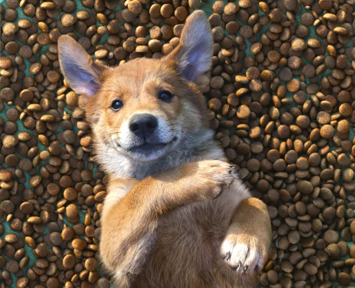 naturavetal hundefutter erfahrungen 1