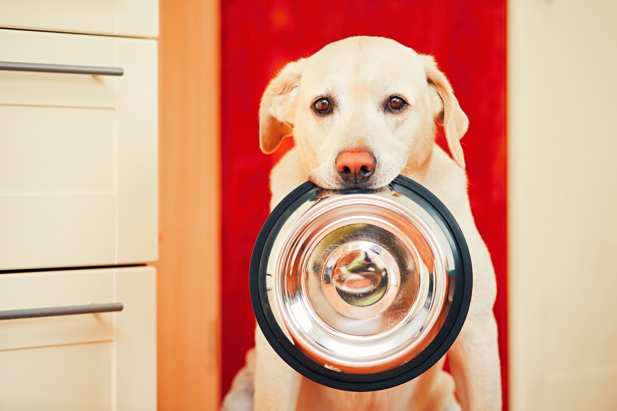naturavetal hundefutter erfahrungen 2