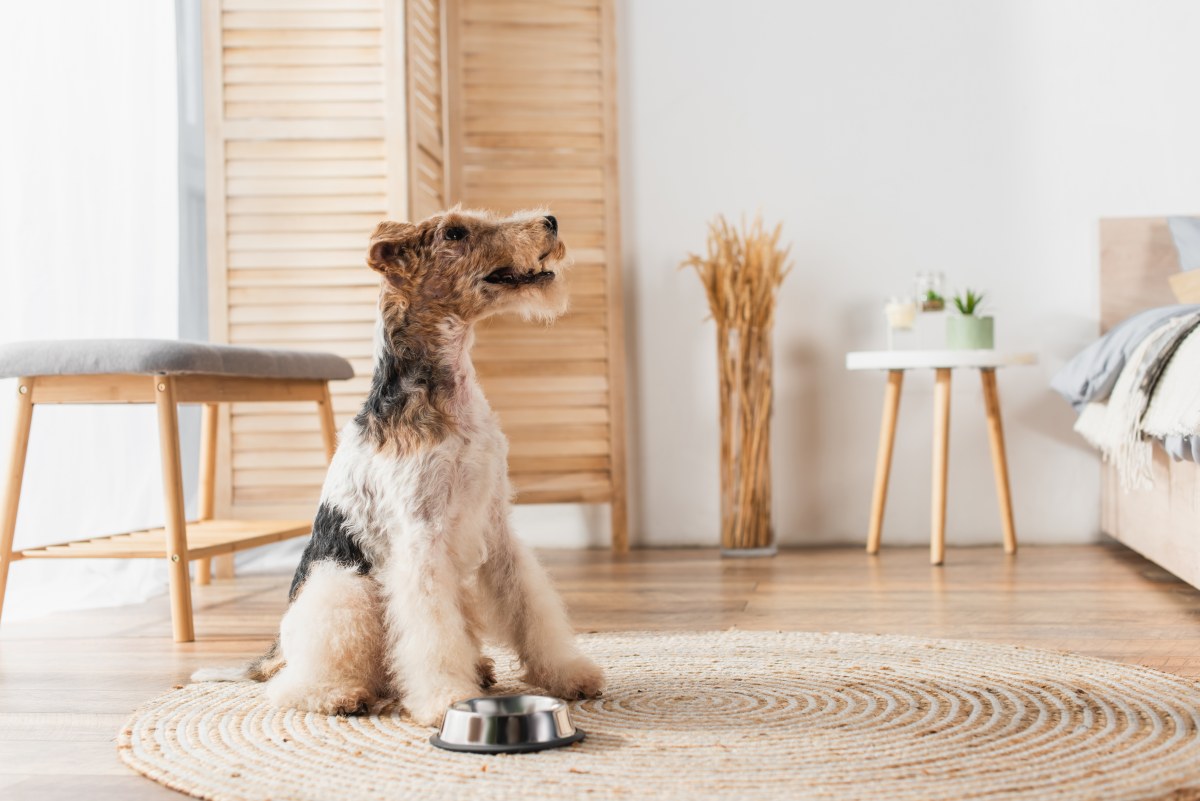 naturavetal hundefutter erfahrungen 3