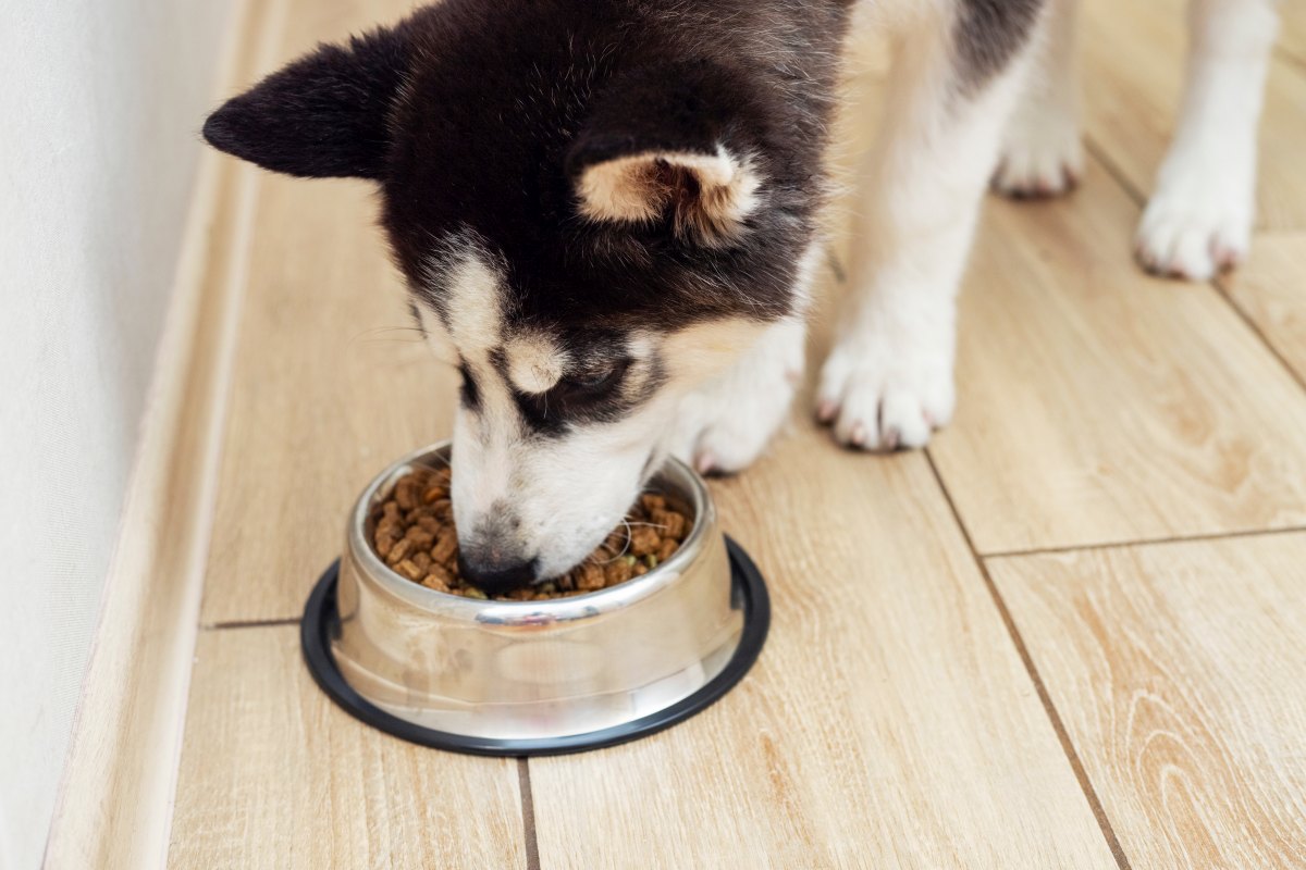 naturavetal hundefutter erfahrungen 4