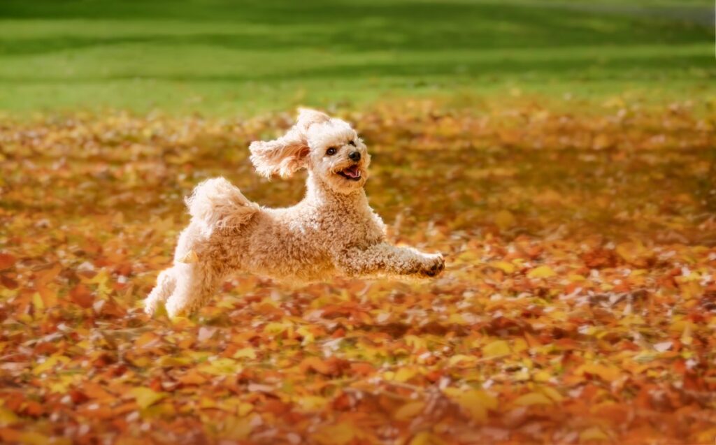 poo hunde