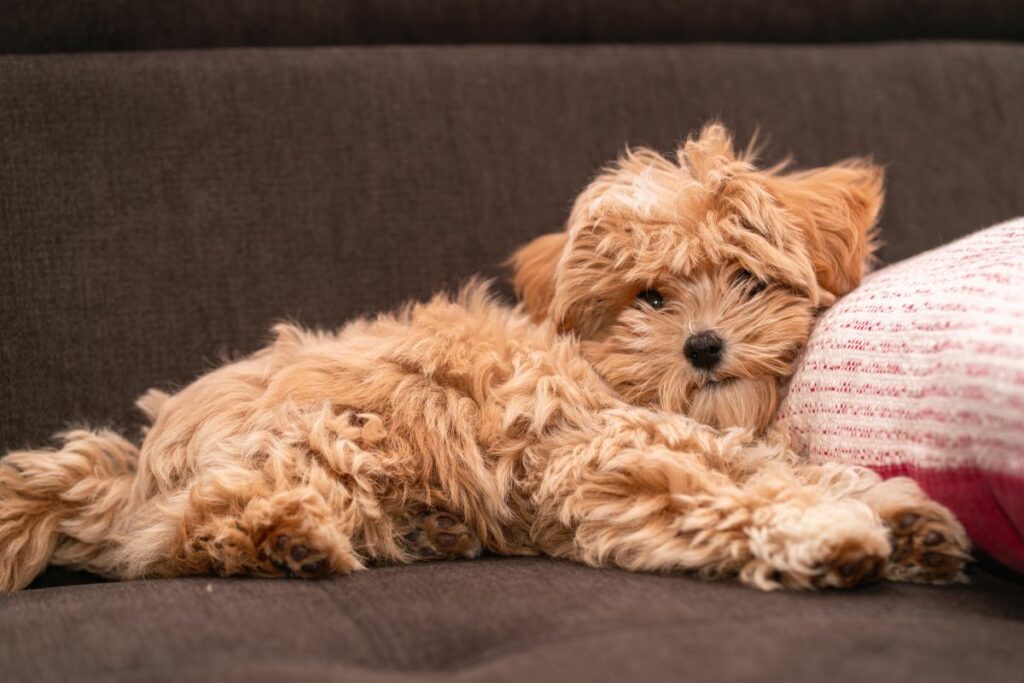poo hunde