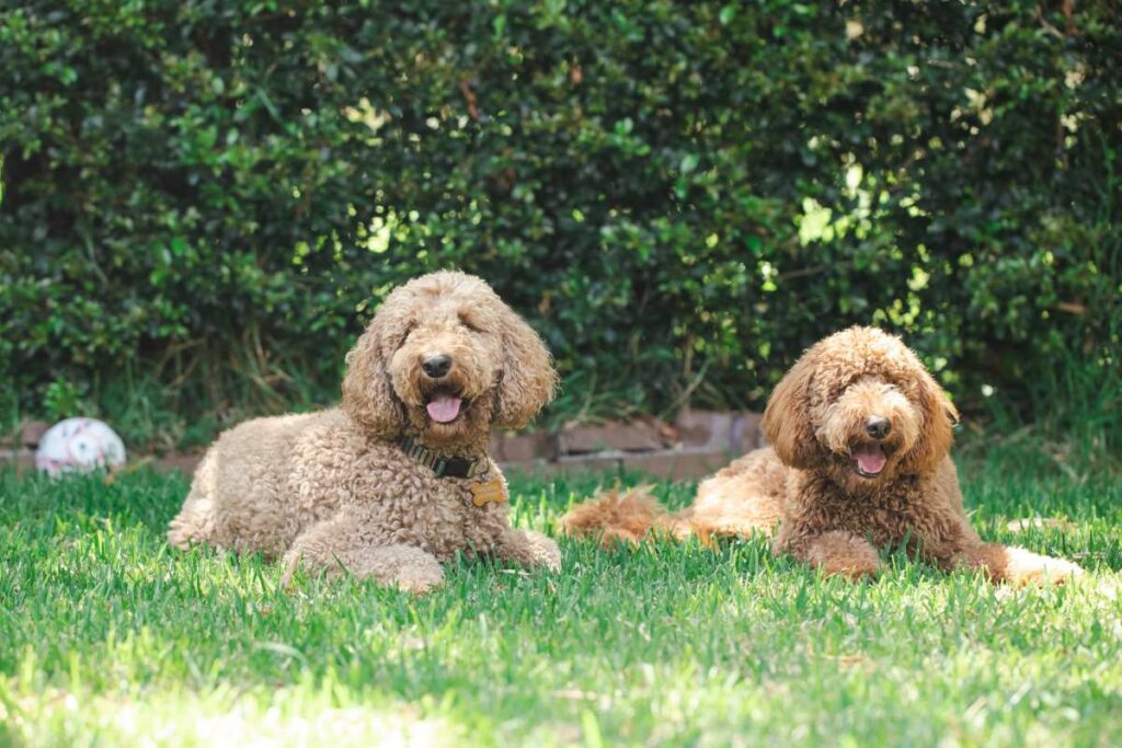 poo hunde