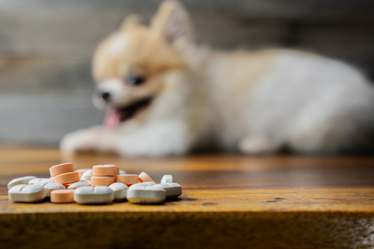 probiotika hund 1