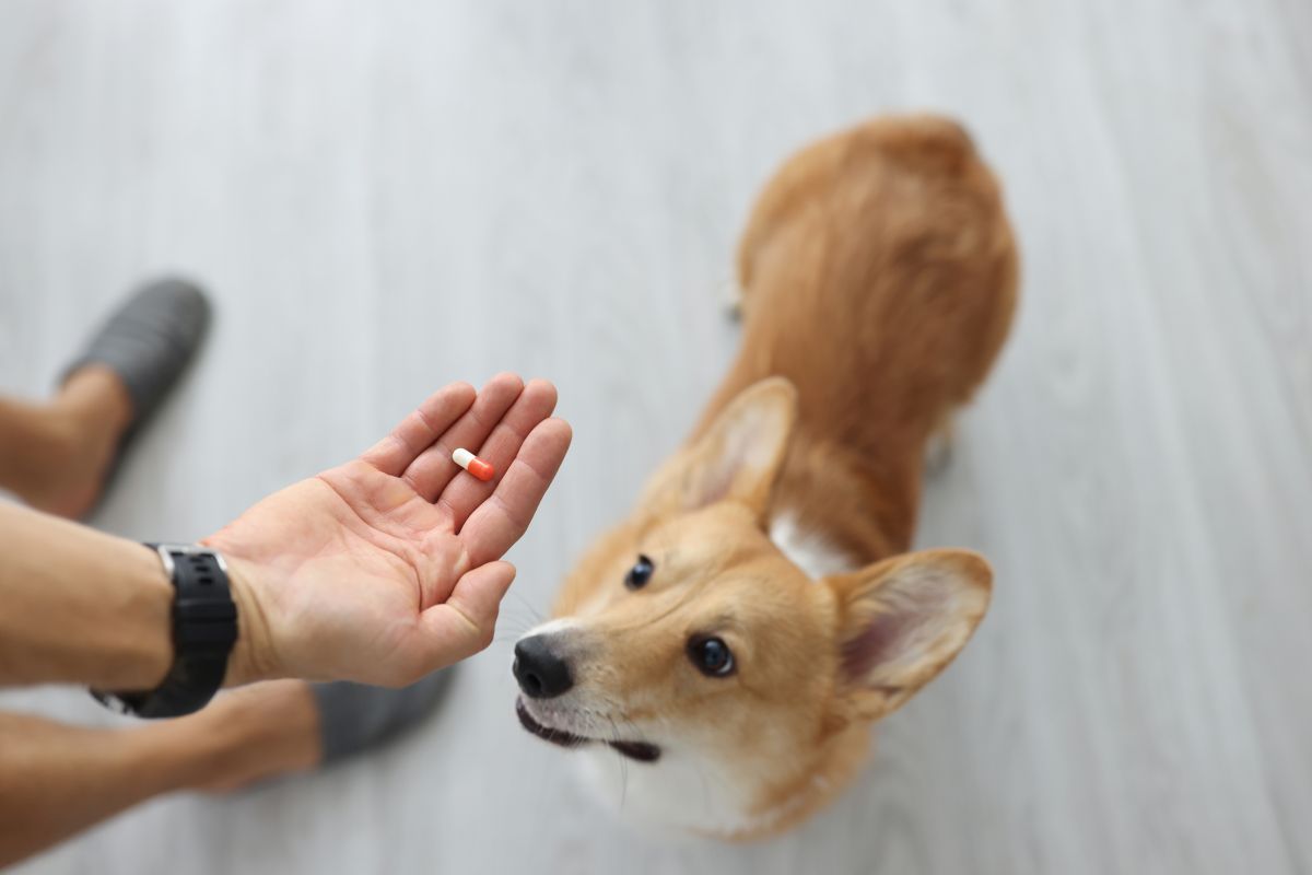 probiotika hund 3