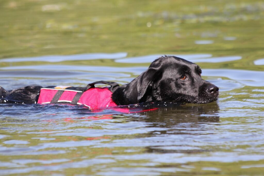 ruffwear schwimmweste