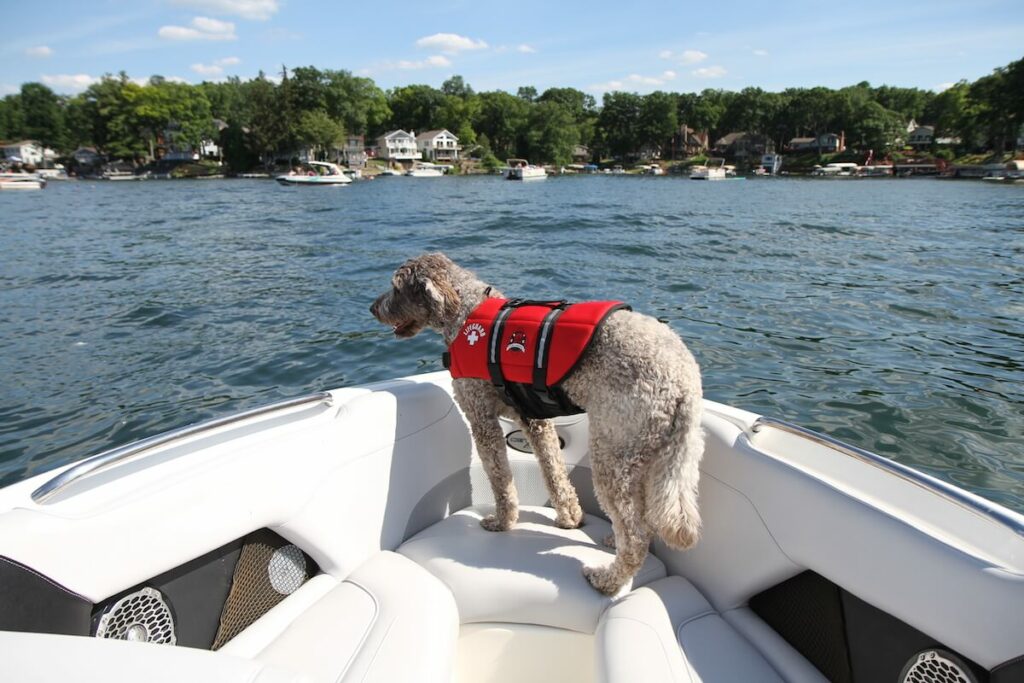ruffwear schwimmweste