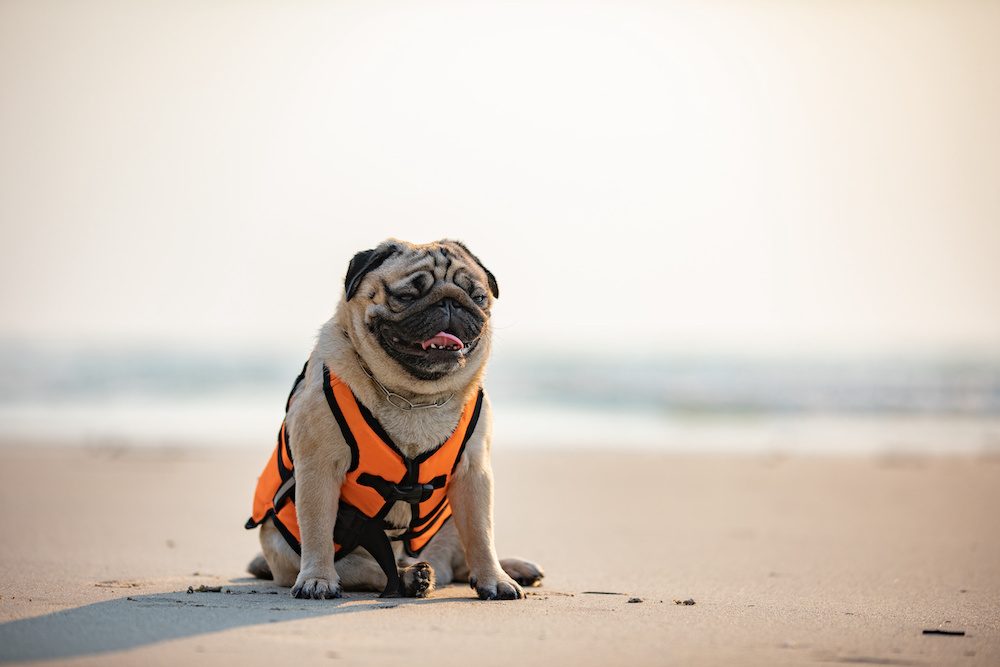 ruffwear schwimmweste