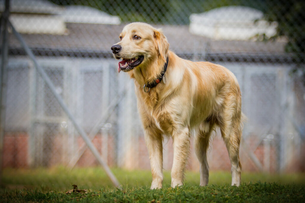 Schafzaun für Hunde