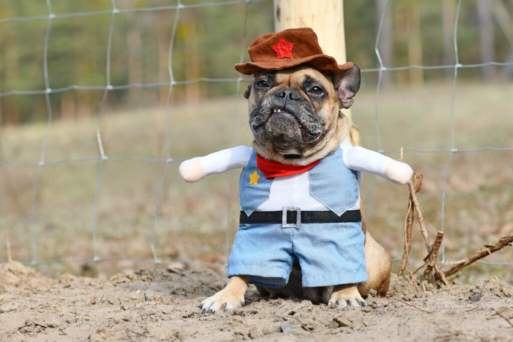 Schafzaun für Hunde