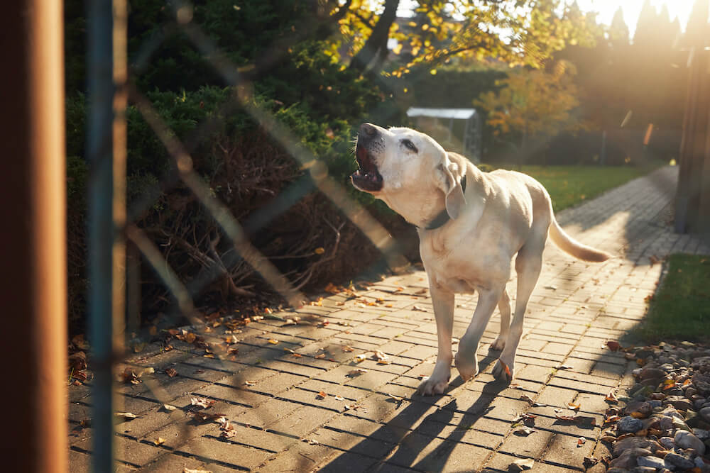 Schafzaun für Hunde