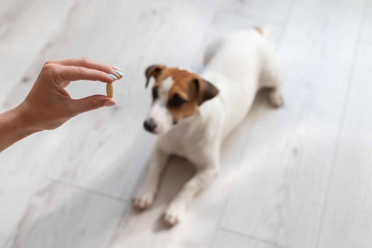 teufelskralle hund 1