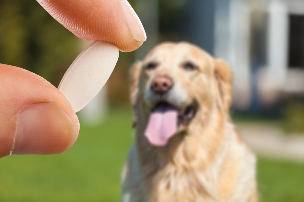 teufelskralle hund 3