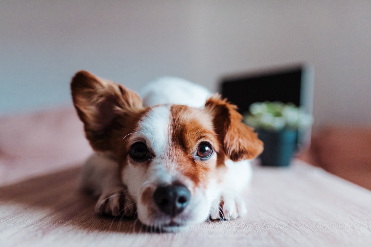 teufelskralle hund 4
