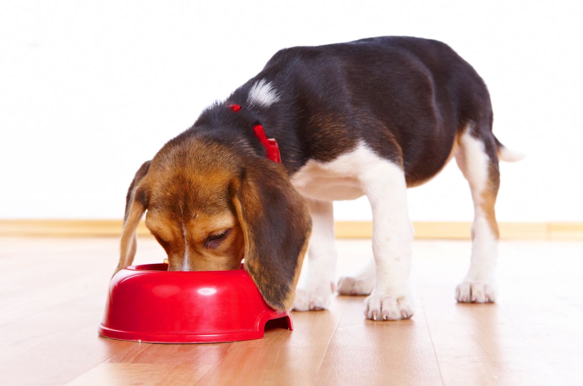 veganes hundefutter 1