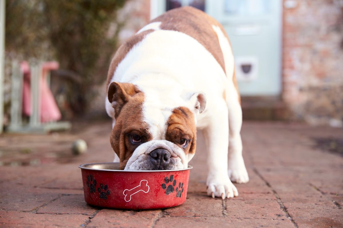 veganes hundefutter 2