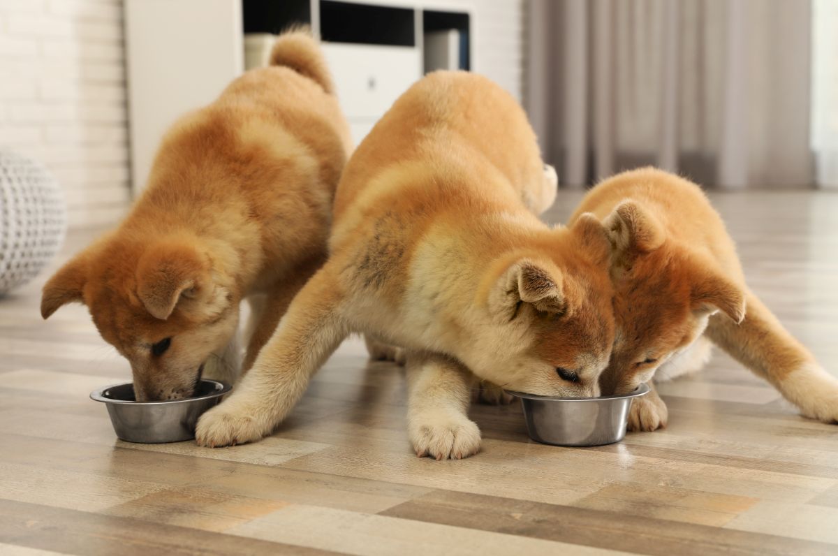veganes hundefutter 3