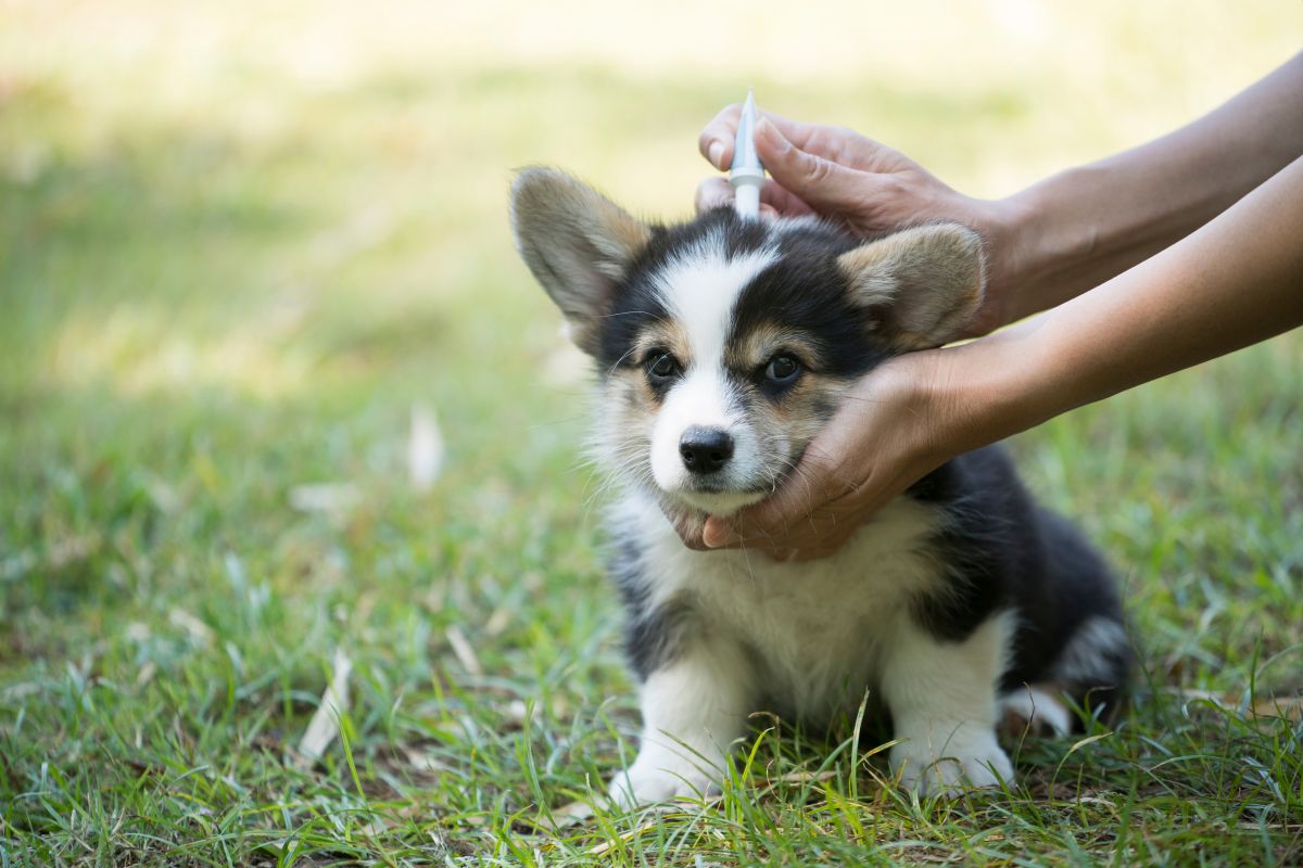 zeckenschutz hund ohne chemie 1