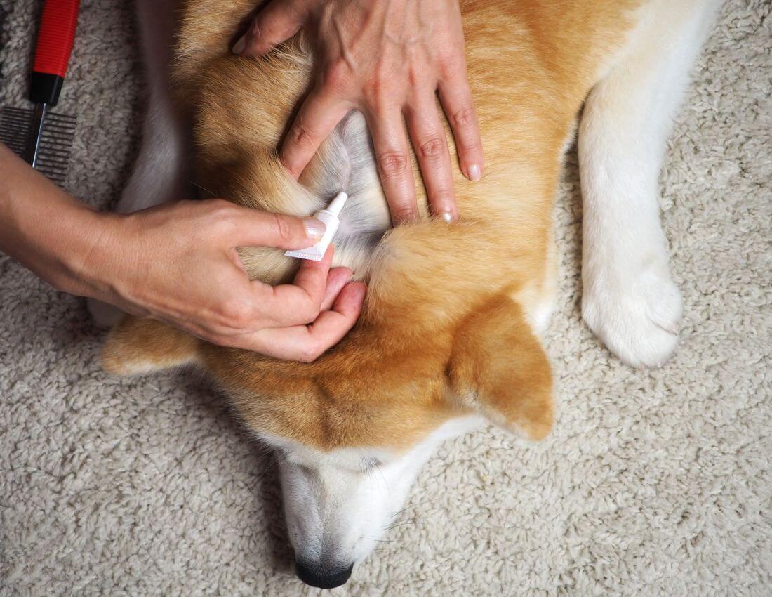 zeckenschutz hund ohne chemie 2
