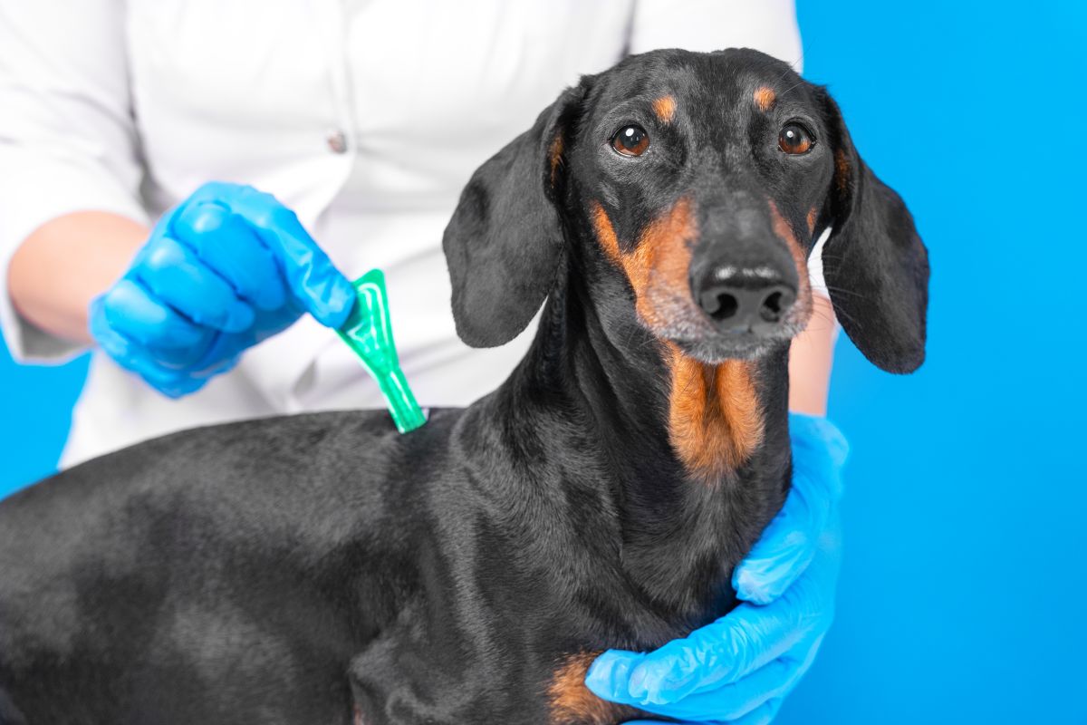 zeckenschutz hund ohne chemie 3