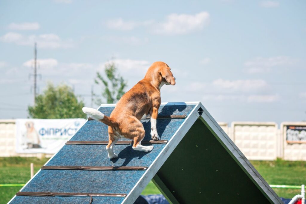 Agility Set