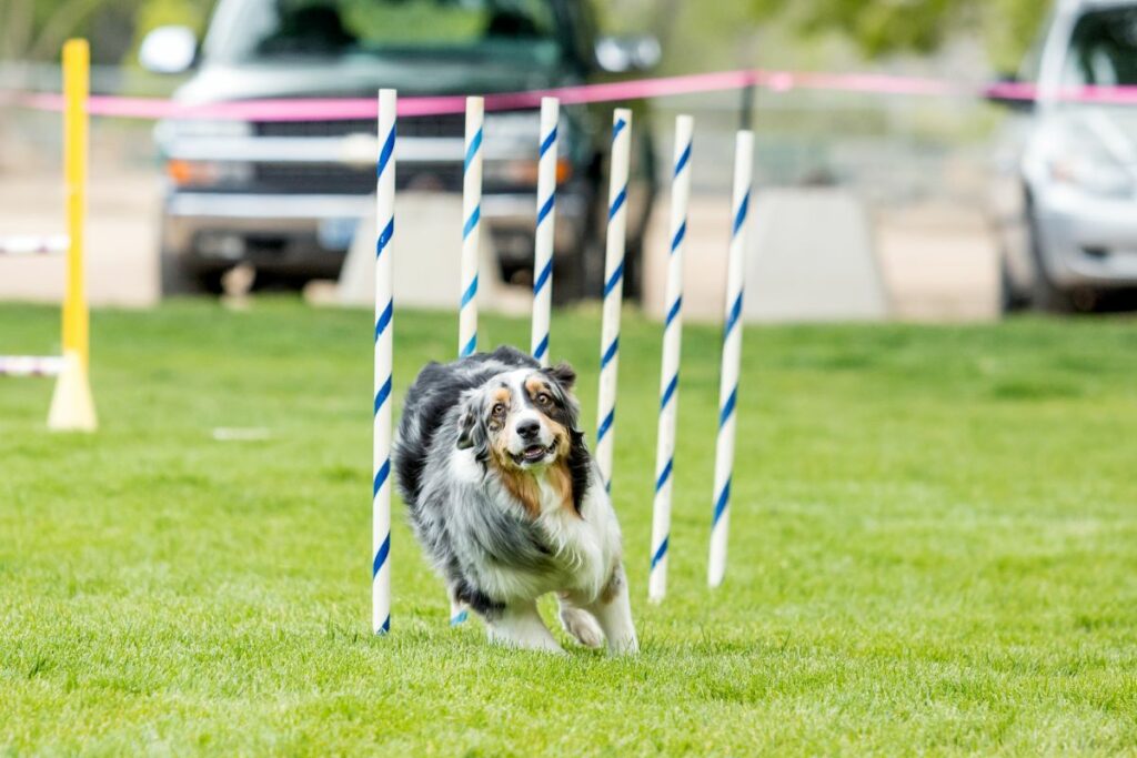 Agility Set